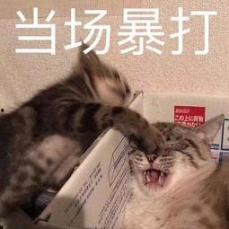 表情包大乱斗
